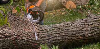 Best Fruit Tree Pruning  in Lake Camelot, WI