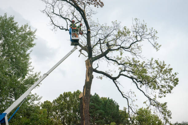 Best Tree Disease Treatment  in Lake Camelot, WI