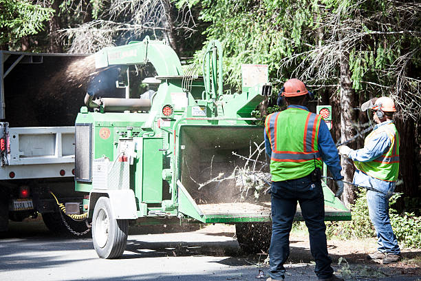 How Our Tree Care Process Works  in  Lake Camelot, WI