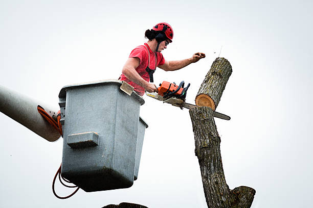 Trusted Lake Camelot, WI Tree Services Experts